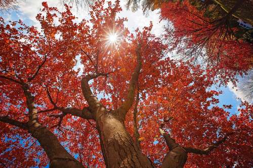 Fall Tree Sky Autumn Nature Forest Leaves Trees