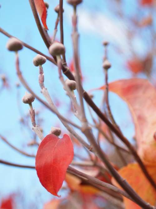 Fall Autumn Bluesky Dogwood Leaves Red Leaf Bud
