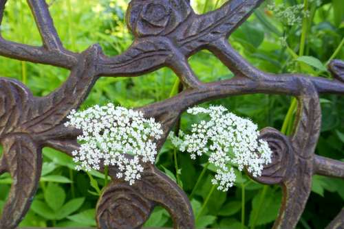 Fence Iron Fence Wrought Iron Yarrow Flower