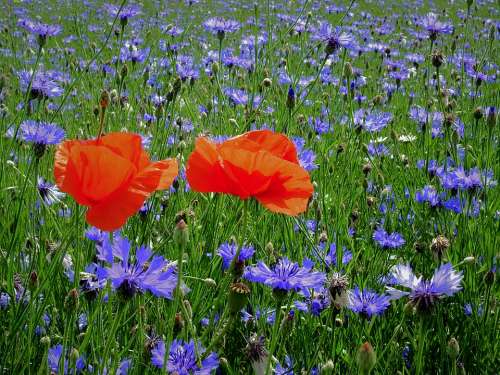 Field Poppies Cornflowers Figure Flowers Landscape