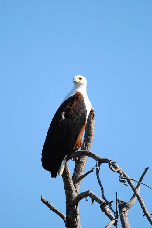 Fisheagle Eagle Bird Raptor Majestic Kruger