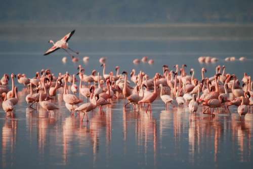 Flamingos Africa Wildlife Bird Animal Wild Pink