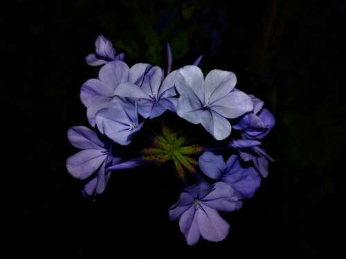 Fleure Blue Petals Purple Plants