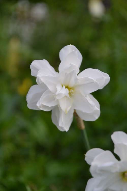 Flower Narcissus Garden Daffodil Nature White