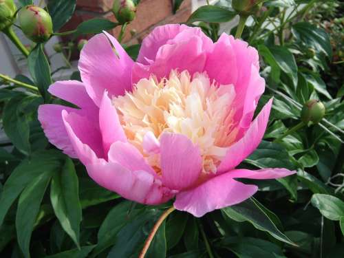 Flower Peony Pink Blossom Spring Nature Garden