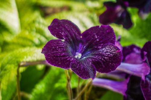 Flower Violet Nature Bloom Plant Purple Blossom