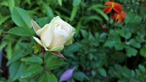 Flower Rose Šípová Ker White Nature