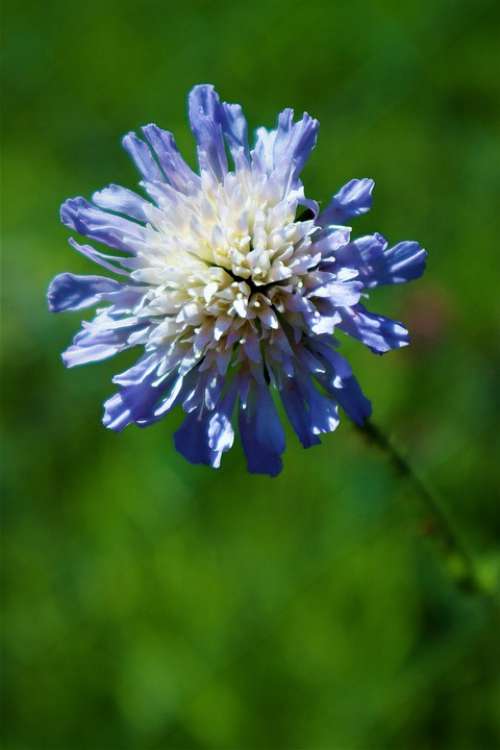Flower Field Scabious Nature Close Up