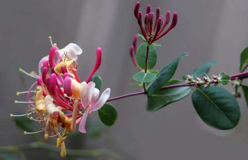 Flower Honeysuckle Perfume Climber Garden Nature