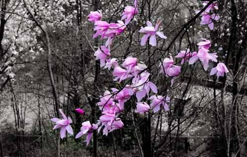 Flower Trees Plant Magnolia Flower Peach Blossom