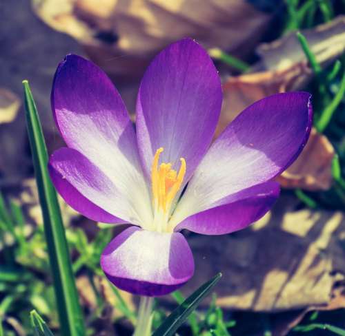 Flower Purple Colorful Plant Garden Summer Spring