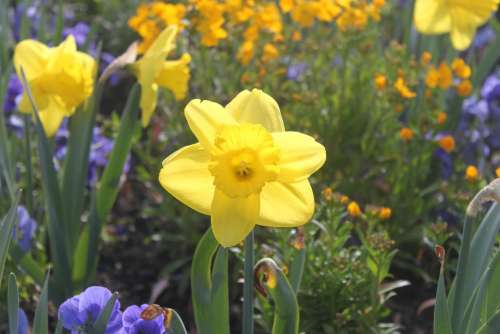 Flower Yellow Summer Spring Garden Color