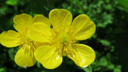Flower Yellow Nature Blossom