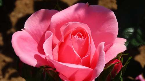 Flower Rose Nature Pink