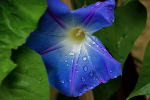 Flower Blue Waterdrop Nature Bloom Blossom Plant