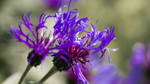 Flower Purple Plant