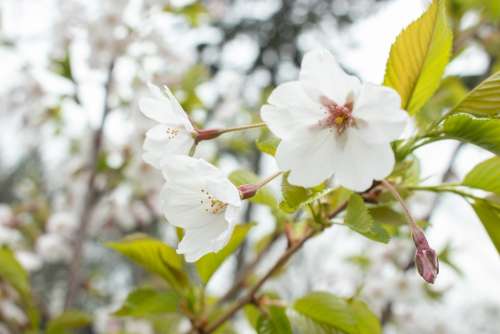 Flower Cherry Blossom Plant