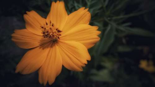 Flower Orange Nature Plant Yellow Colorful