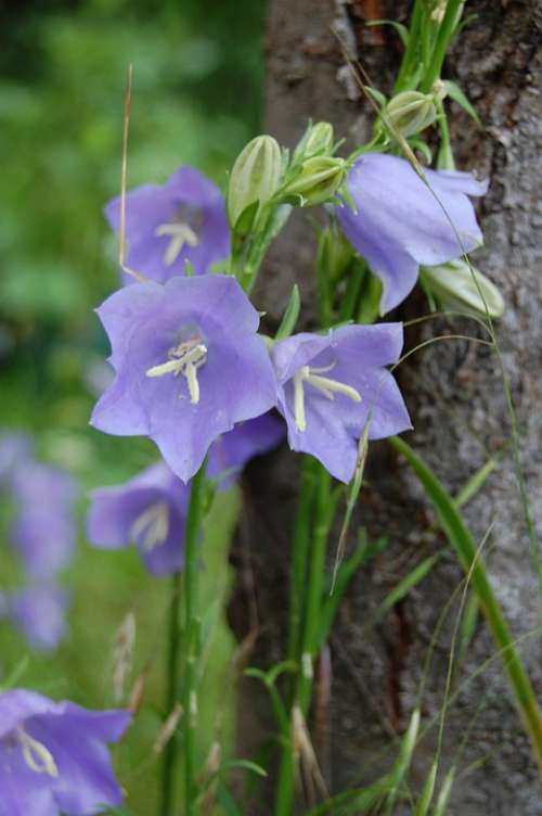 Flower Bellflower Violet Purple Blue Garden