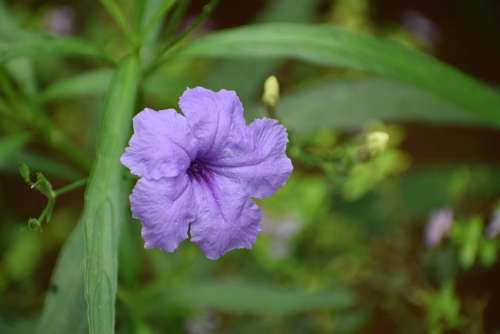 Flower Neuter Beauty Lavender Purple Color Green