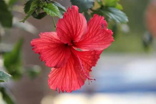 Flower Red Nature Beauty Hibiscus Flora
