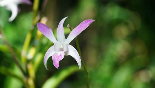Flower Flora Nature Summer Garden Orchid