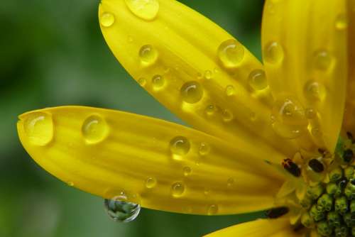 Flower Blossom Plant Nature Flora Petals Summer