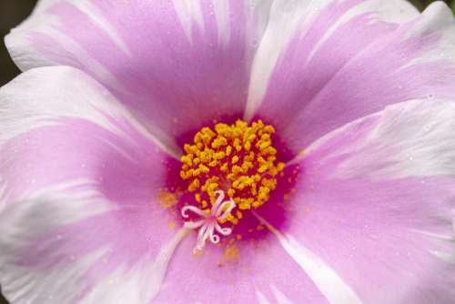 Flower Flower Core Playboy Color Pink Natural