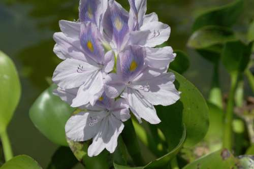 Flower Lilac Nature Bloom Fragrant Flowering