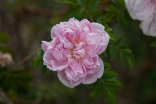 Flower Rose Blossom Bloom Nature Rose Bloom Pink