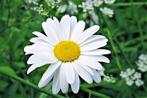 Flower Marguerite Shrub Composites Garden Summer