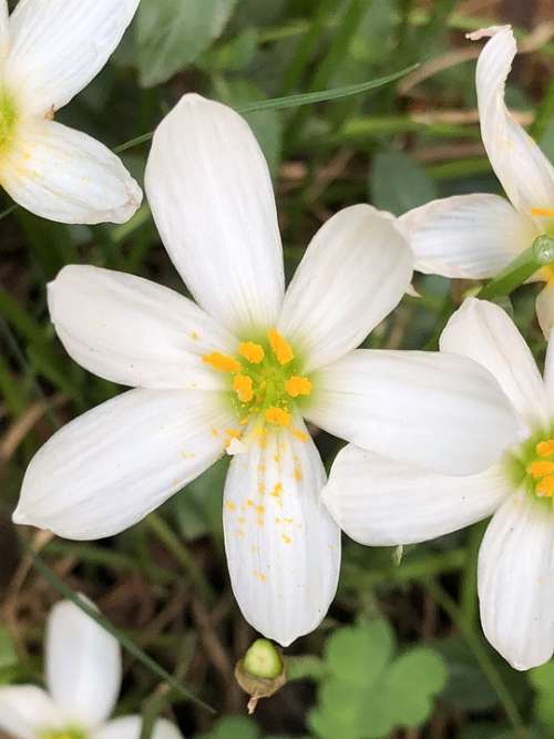 Flower Garden Blossom Bloom Nature Yellow