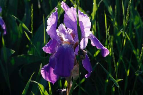 Flower Iris Purple Bloom Summer Greens Grass