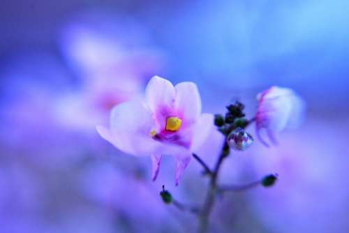 Flower Pink Nature Small Soft Fairylike Dreamy