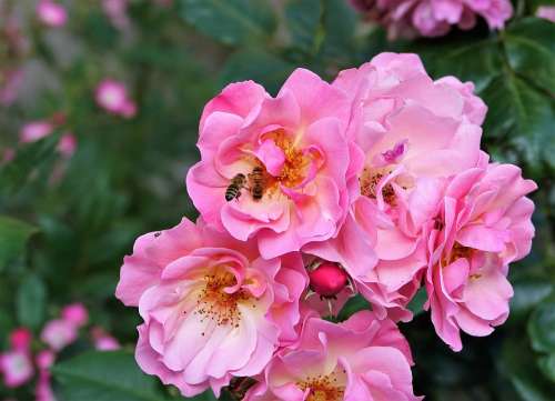 Flower Rose Bee Hard Working Romantic Plant