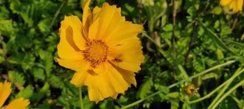 Flower Tickseed Yellow Hoverfly Blossom Nature