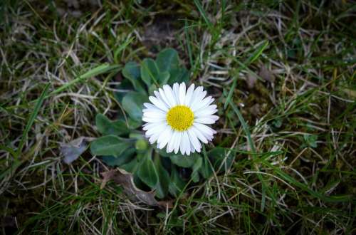 Flower Bloom White Yellow Meadow Flower Garden