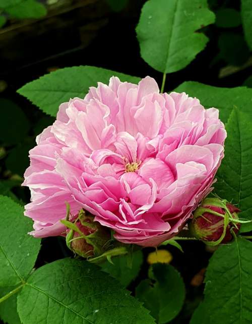 Flower Bloom Rose Blossom Pink Petals Floral