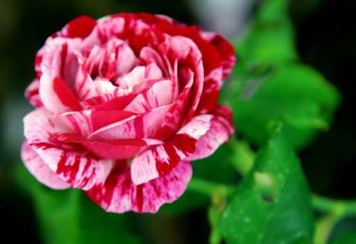 Flower Bloom Rose Blossom Tea Rose Petals Floral