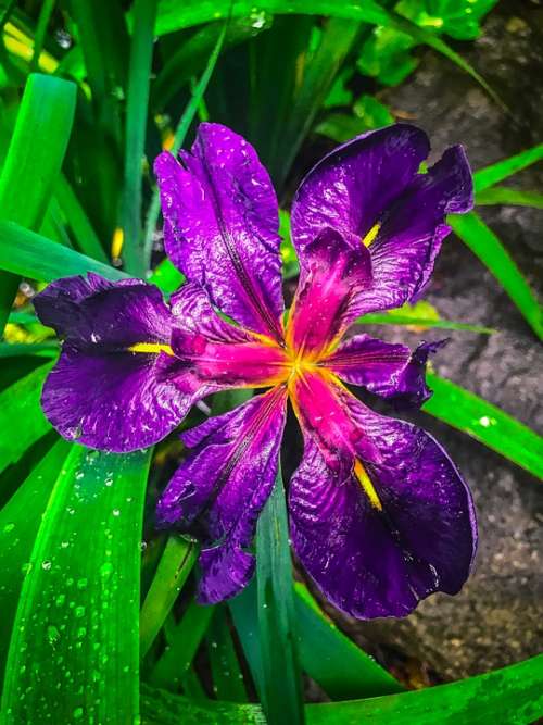 Flower Nature Blossom Spring Bloom Flora Petals