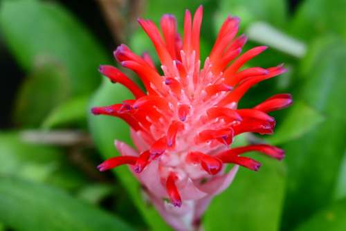 Flower Summer Pink Landscape Spring