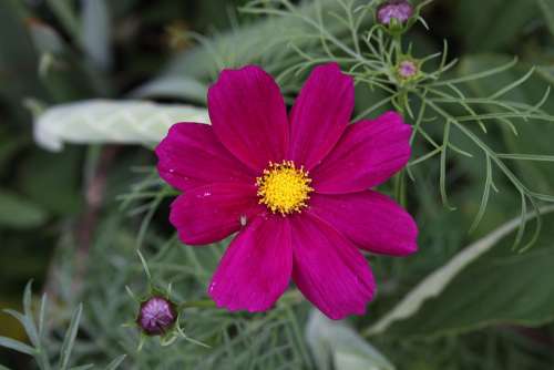 Flower Cosmos Cosmea Nature Plant Bloom Blossom