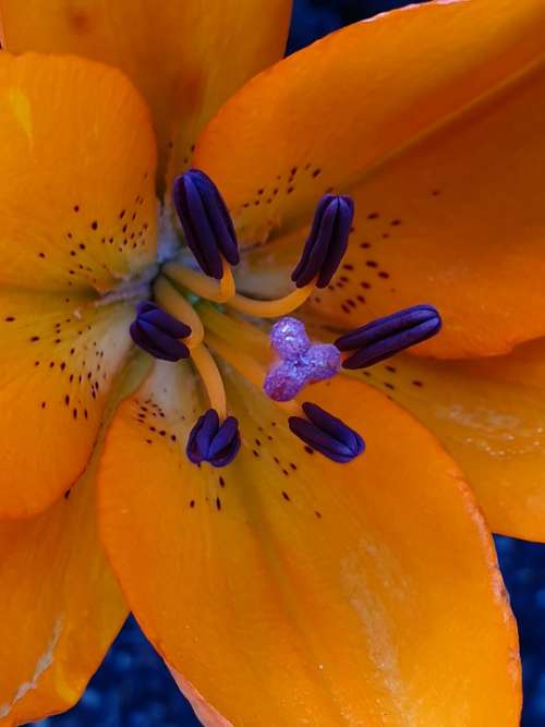 Flower Close Up Pistil Stamens Lily