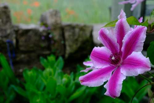 Flower Nature Bloom Plant Spring Garden Petals