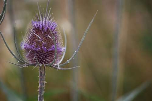 Flower Thistle Plant Violet