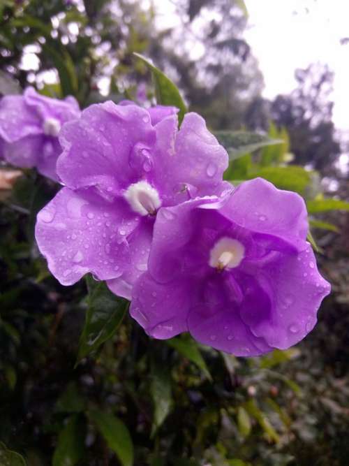 Flower Lilac Purple Sprinkled Nature Flowering