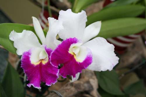 Flower Orchid Plant Flowers Exotic Botany