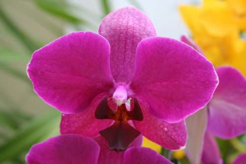 Flower Flowers Orchid Beautiful Spring Summer