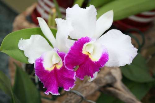 Flower Flowers Orchid Beautiful Spring Summer