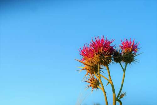 Flower Dea Plant Nature Green Blooming